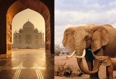Taj Mahal and Wildlife Tour